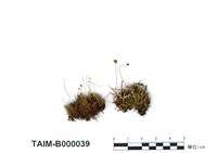 藏品(直葉珠苔)的圖片